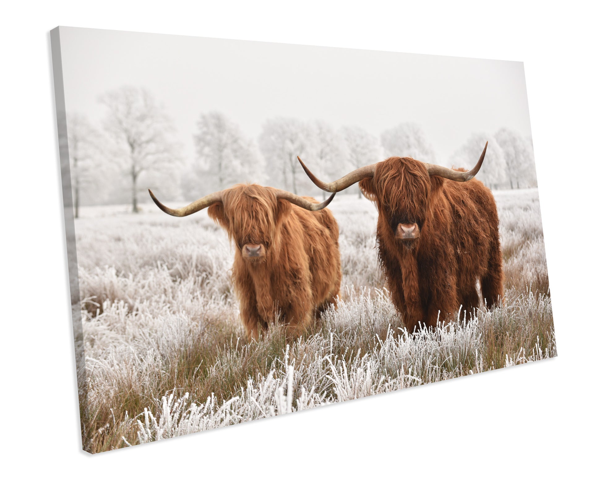 Highland Cow CANVAS WALL ART Framed Picture Print