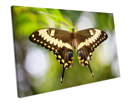 Butterfly CANVAS WALL ART Box Framed Picture Print