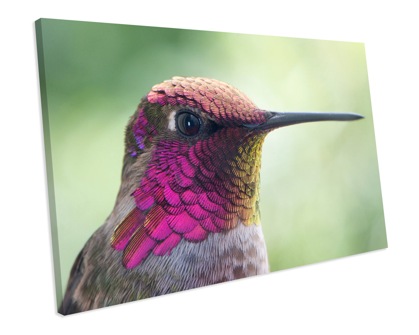 Humming Bird Animal Wildlife CANVAS WALL ART Box Framed Picture Print