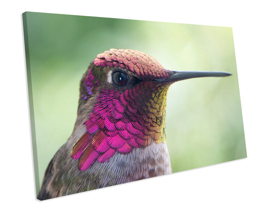 Humming Bird Animal Wildlife CANVAS WALL ART Box Framed Picture Print
