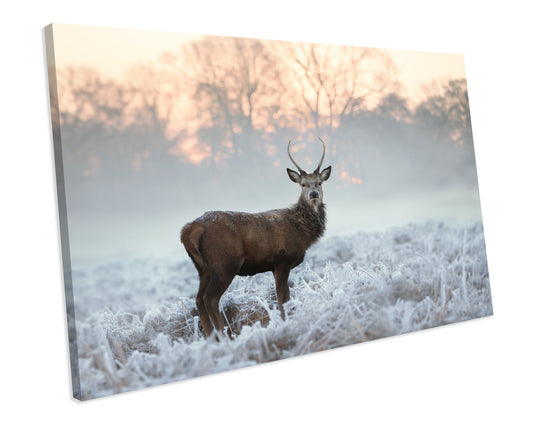 Winter Stag Animal Wall Art Canvas Print