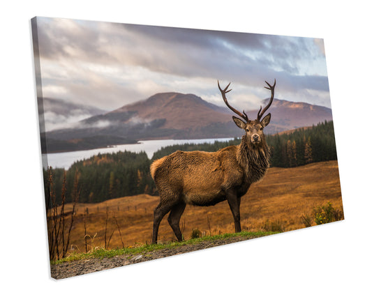 Stag Animal Mountain Landscape Box Framed Canvas Print