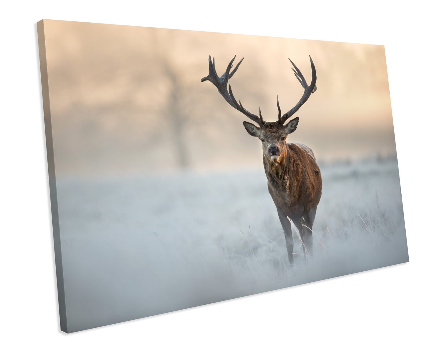 Winter Stag Animal Box Framed Canvas Print