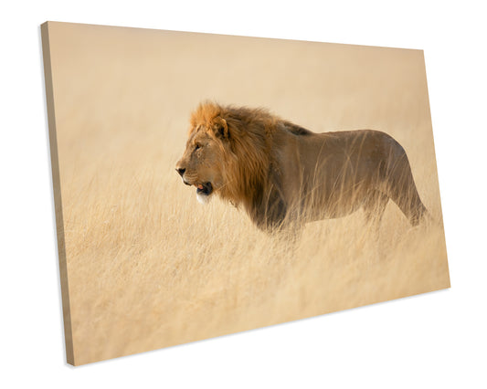 Lion Animal Wall Art Framed Canvas Print