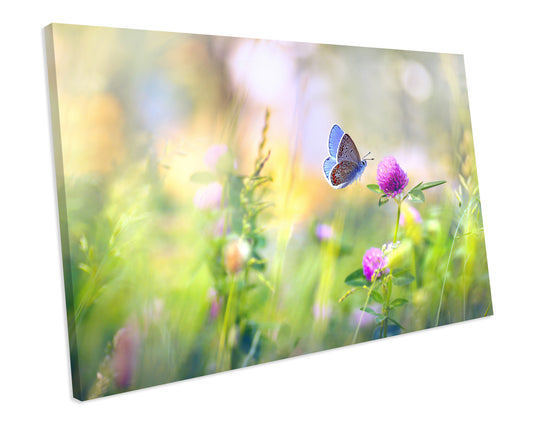 Butterfly Flowers Animal Wildlife CANVAS WALL ART Box Framed Picture Print