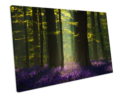 Bluebells Spring FOREST Canvas WALL ART Print
