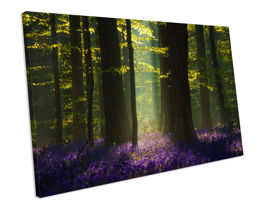 Bluebells Spring FOREST Canvas WALL ART Print
