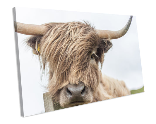 Highland Cow Canvas ANIMAL PRINT Framed Picture Wall Art