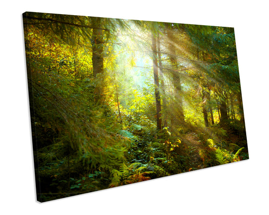 Forest Trees Framed PICTURE WALL ART Canvas Art Print