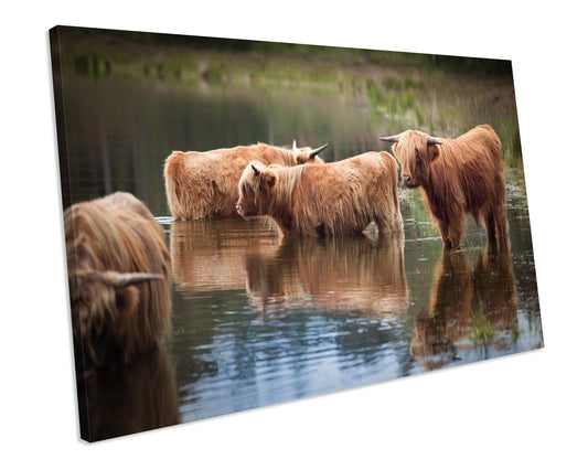 Highland Cow Scotland CANVAS ART PRINT Box Framed Wall Art
