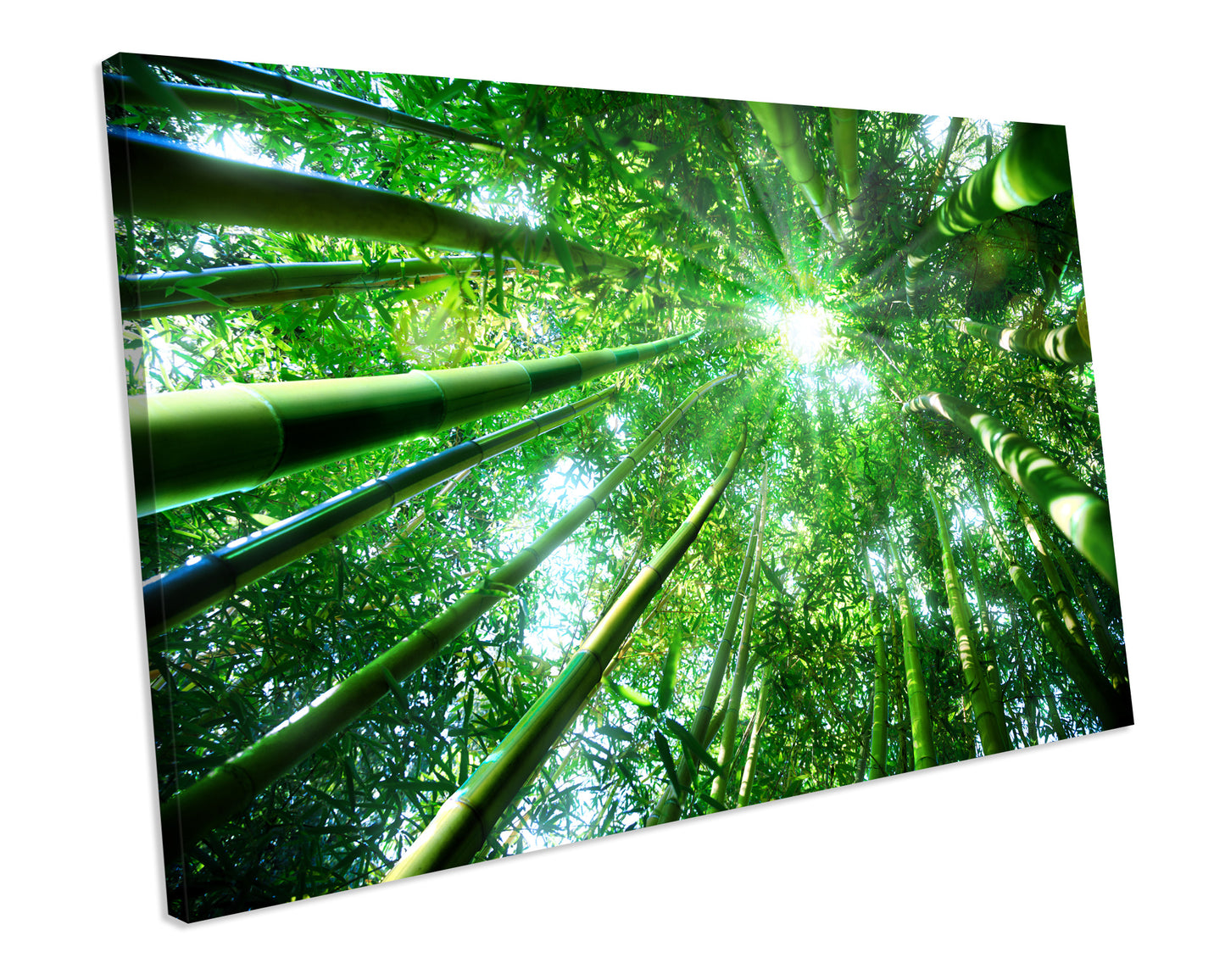 Forest Trees Picture Canvas Wall Art Print