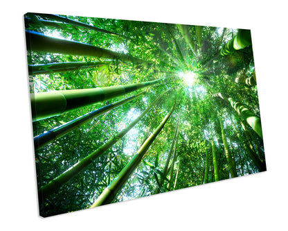 Forest Trees Picture Canvas Wall Art Print