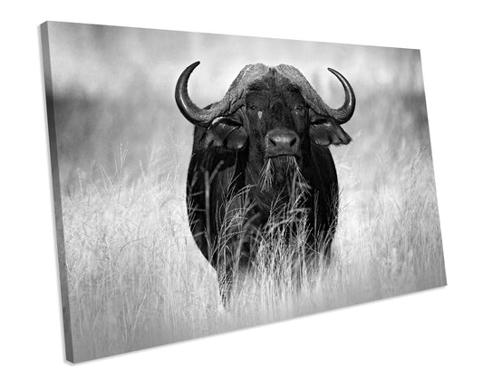 Buffalo Wildlife Black & White Framed Picture CANVAS WALL ART Print