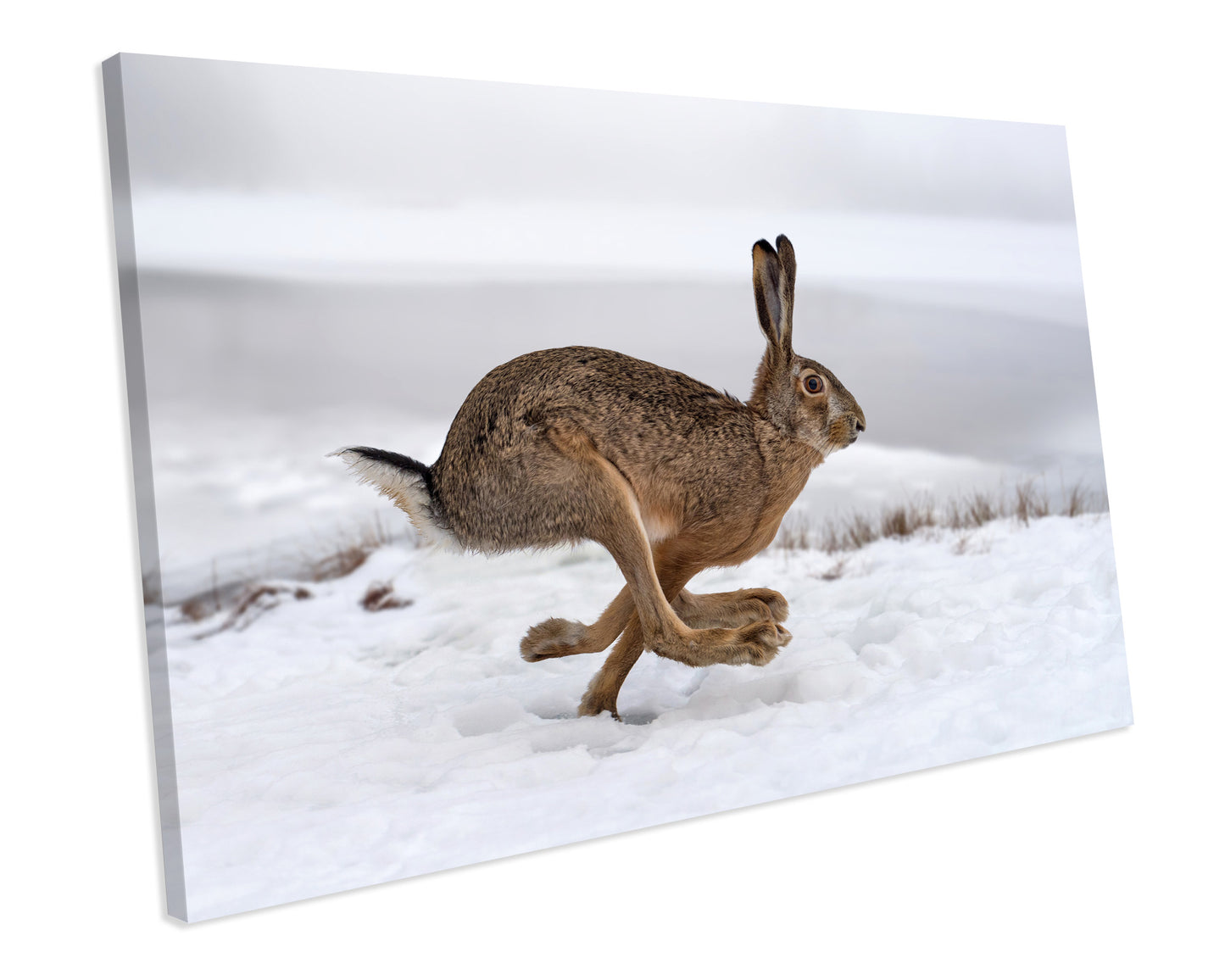 Wild Hare Animal Wildlife CANVAS WALL ART Box Framed Picture Print
