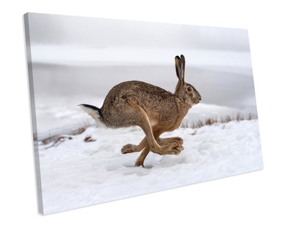 Wild Hare Animal Wildlife CANVAS WALL ART Box Framed Picture Print