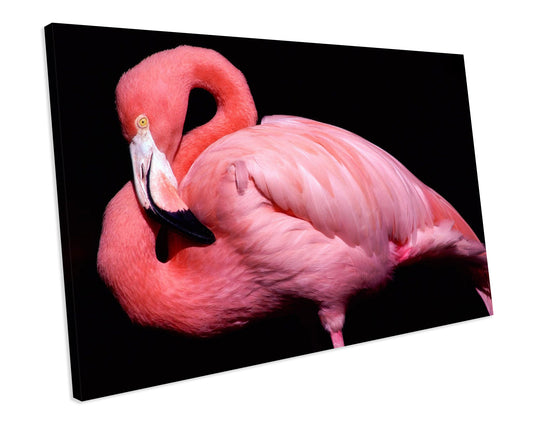 Flamingo Animal Wildlife CANVAS WALL ART Box Framed Picture Print