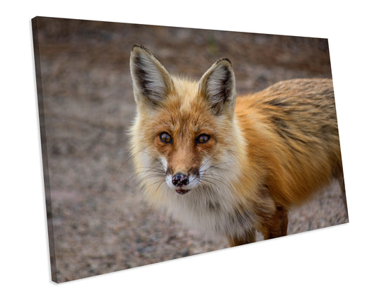 Fox Animal Wildlife CANVAS WALL ART Box Framed Picture Print
