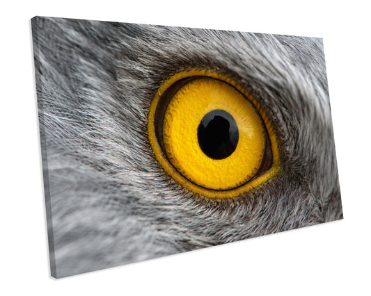 Hawk Eye Animal Wildlife CANVAS WALL ART Box Framed Picture Print