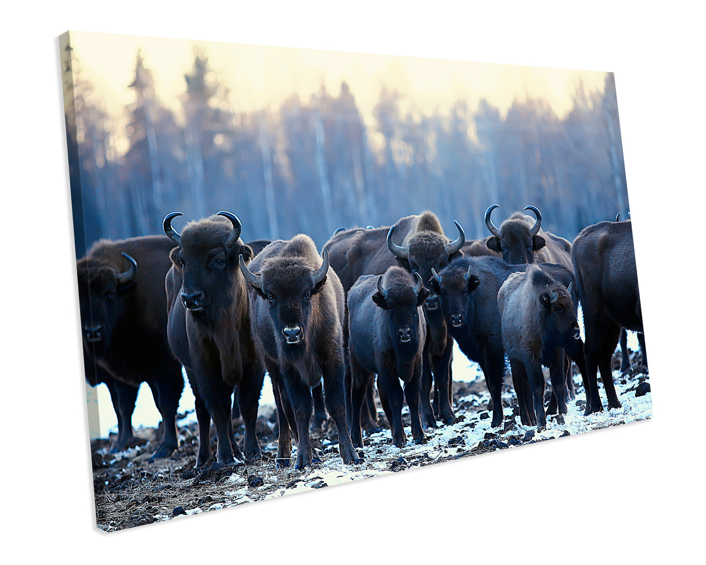 Buffalo Animal Winter Picture Canvas Wall Art Print Framed