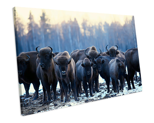 Buffalo Animal Winter Picture Canvas Wall Art Print Framed