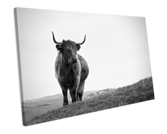 Black & White Scottish Highland Cow CANVAS ART PRINT Box Framed Picture