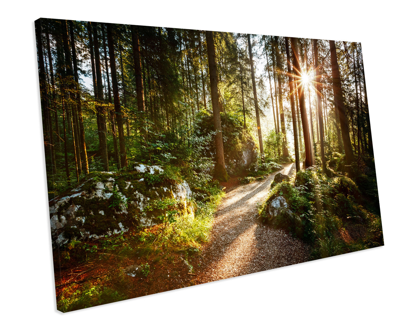 Forest Landscape CANVAS ART PRINT Box Framed Picture