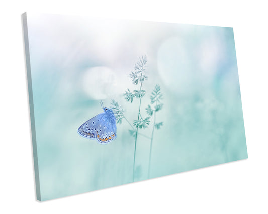 Butterfly Floral Animal Wildlife CANVAS WALL ART Box Framed Picture Print