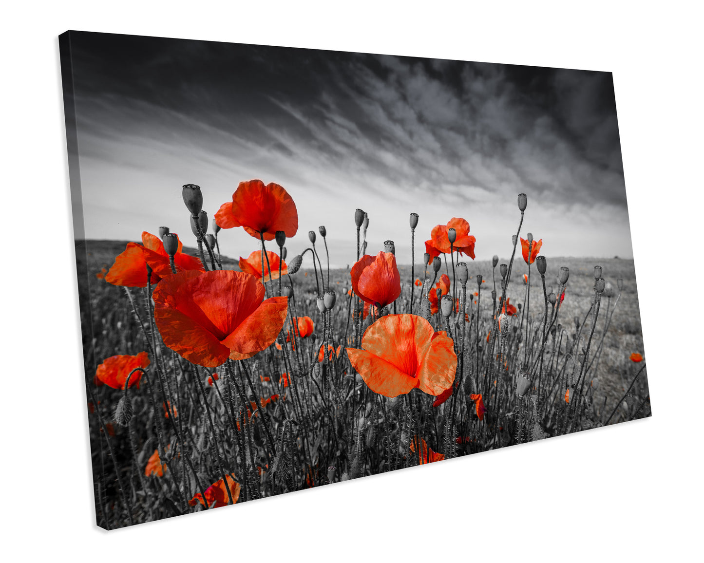 Red Poppies In Meadow Box Framed CANVAS ART Picture Print