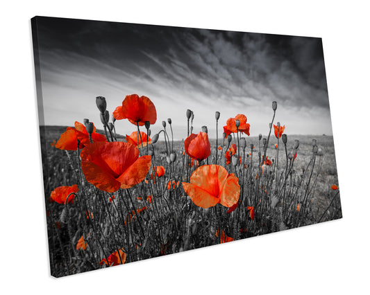Red Poppies In Meadow Box Framed CANVAS ART Picture Print