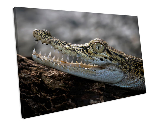 Baby Alligator Animal Wildlife CANVAS WALL ART Box Framed Picture Print
