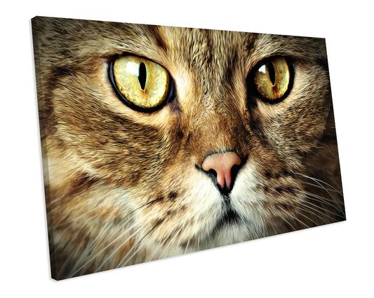 Cat Animal Wildlife CANVAS WALL ART Box Framed Picture Print