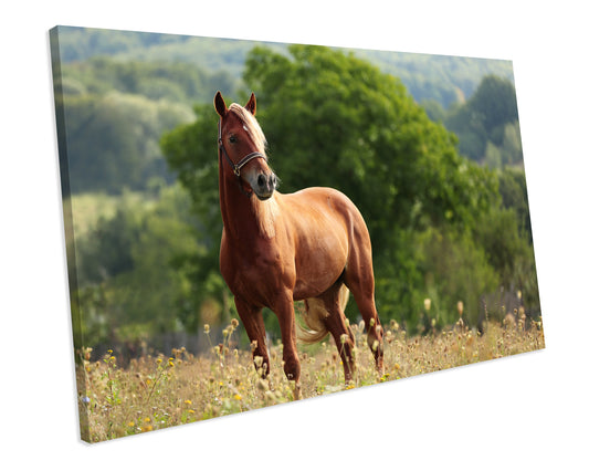 Horse Animal Canvas Art Print Framed Picture