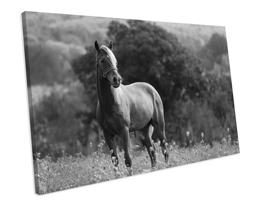 Black & White Horse Animal Canvas Art Print Framed Picture
