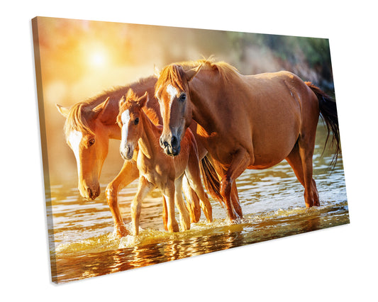 Horse Animal Canvas Art Print Framed Picture