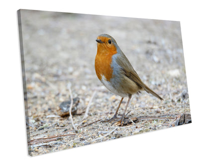 Robin Bird Animal Canvas Art Print Framed Picture