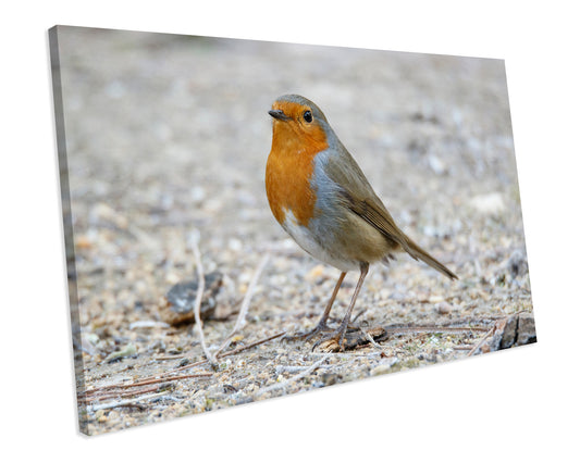 Robin Bird Animal Canvas Art Print Framed Picture