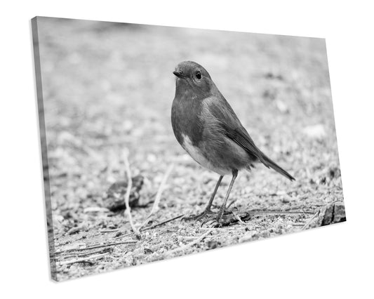 Black And White Robin Bird Animal Canvas Art Print Framed Picture
