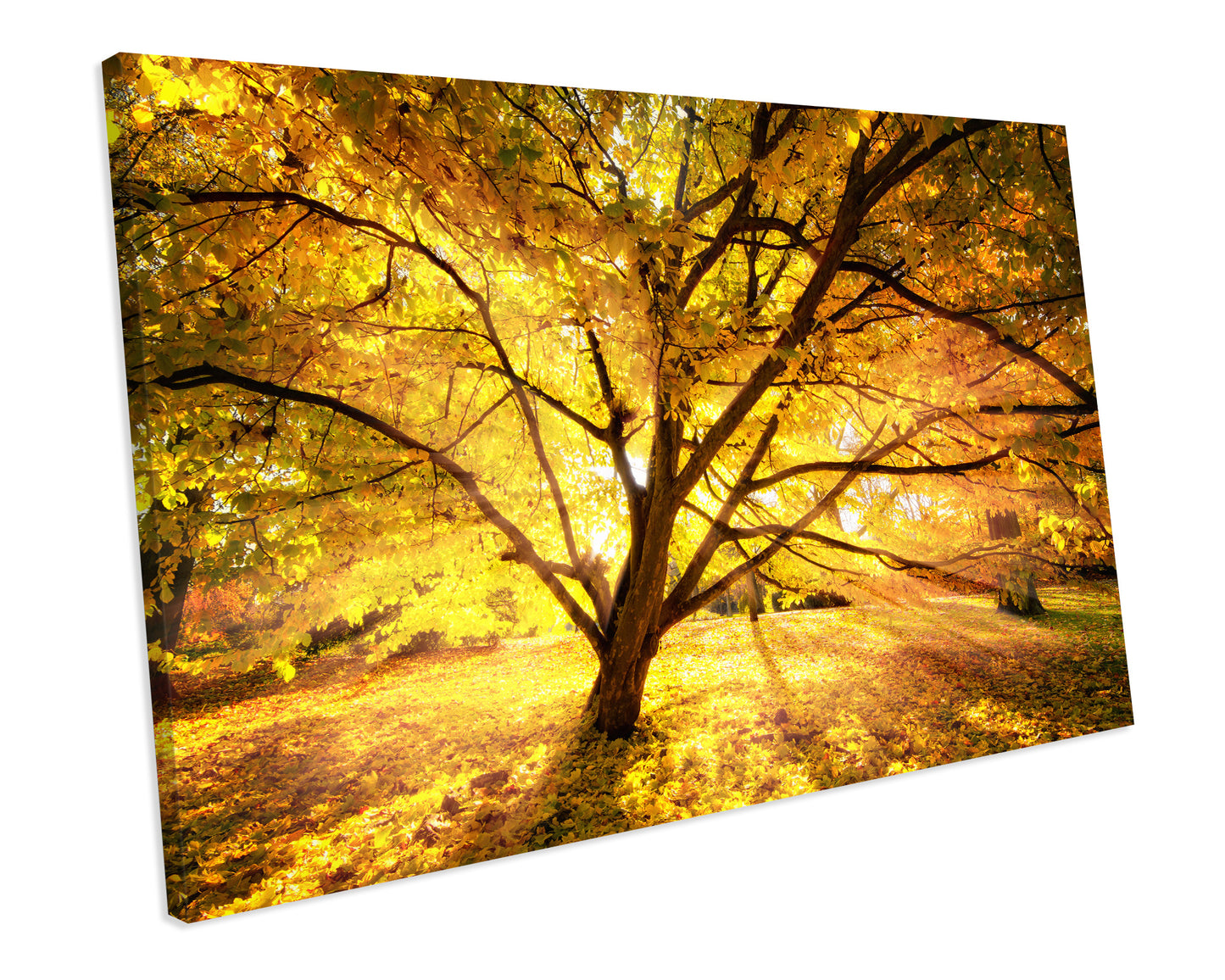 Sunshine Yellow Tree Forest Canvas Art Print Framed Picture