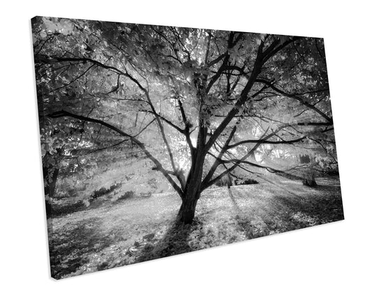 Black And White Sunshine Tree Forest CANVAS WALL ART Box Framed Picture Print