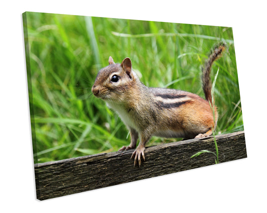 Chipmunk Animal CANVAS WALL ART Box Framed Picture Print