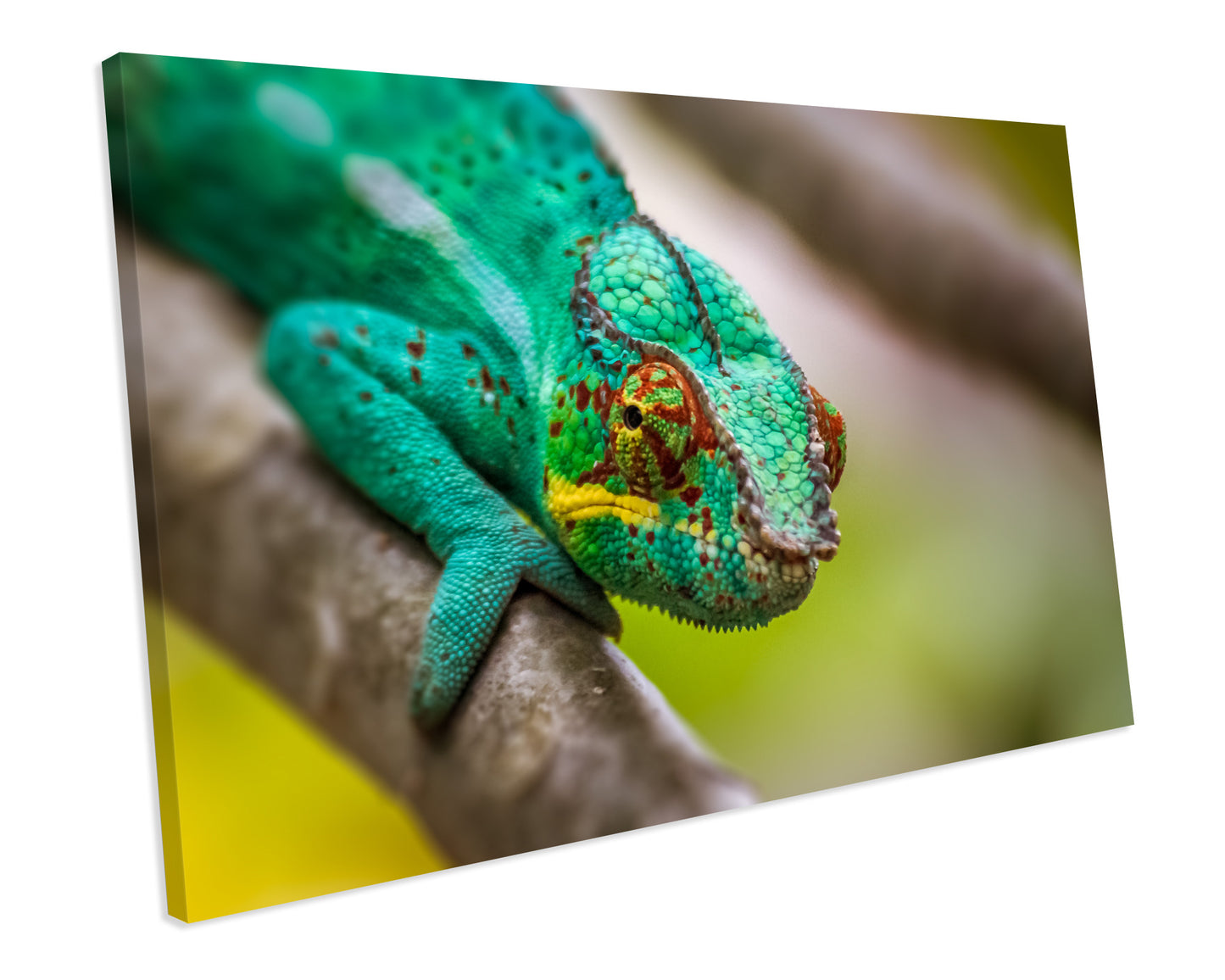 Chameleon Animal Wildlife CANVAS WALL ART Box Framed Picture Print