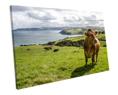 Irish Cow Farm Animal CANVAS ART PRINT Box Framed Picture Wall Decor