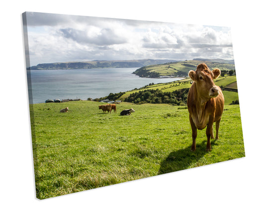 Irish Cow Farm Animal CANVAS ART PRINT Box Framed Picture Wall Decor