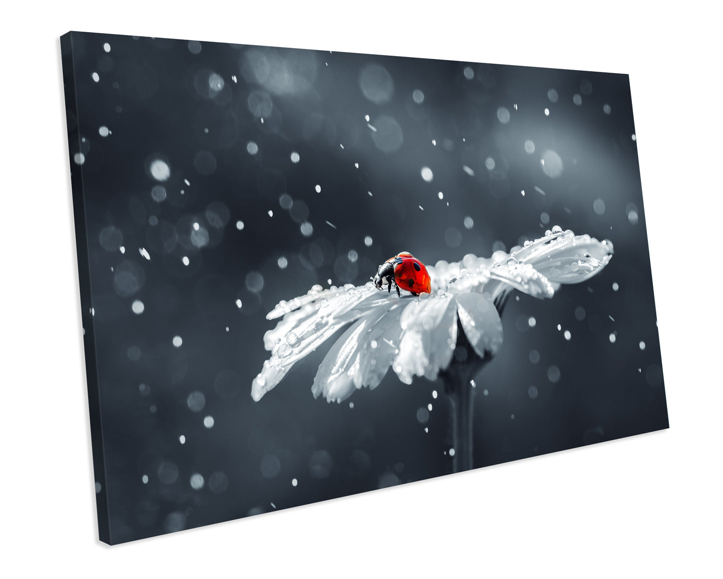 Ladybug Daisy Flower Water Drops CANVAS WALL ART Box Framed Picture Print