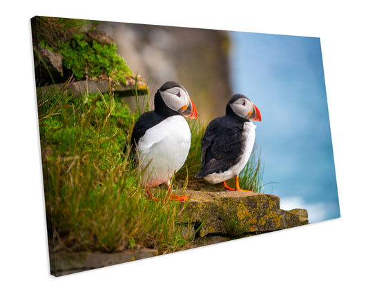 Atlantic Puffins Seabirds Animal CANVAS WALL ART Box Framed Picture Print