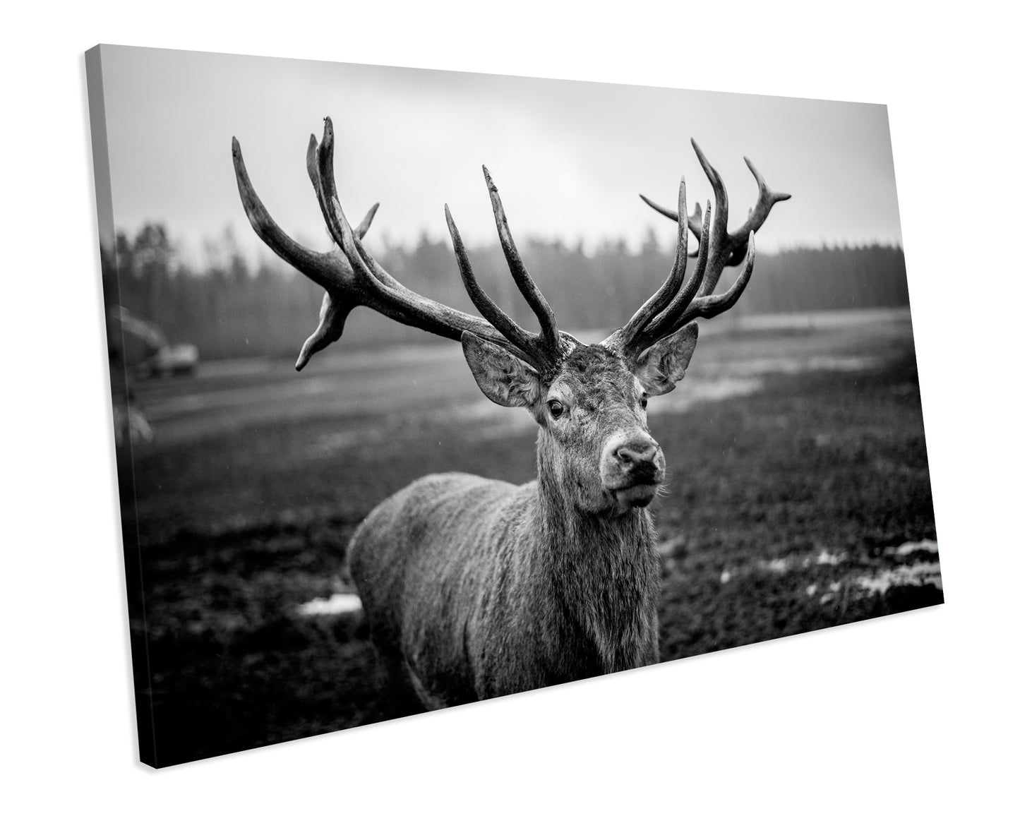 Stag Deer Animal Black & White CANVAS WALL ART Box Framed Picture Print