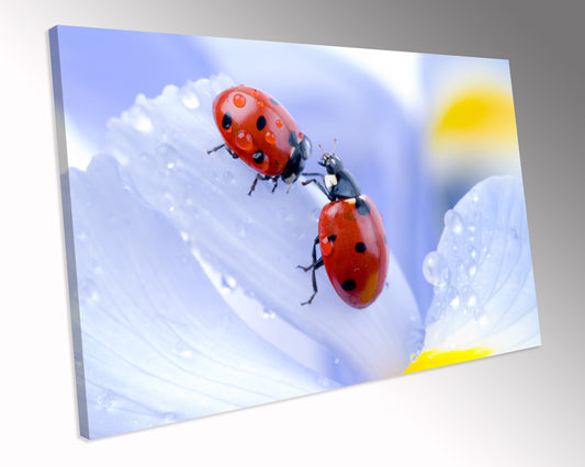 Ladybug Flower Blue Petal CANVAS WALL ART Box Framed Picture Print