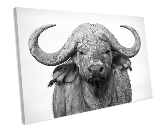 Buffalo Animal Wildlife CANVAS WALL ART Box Framed Picture Print