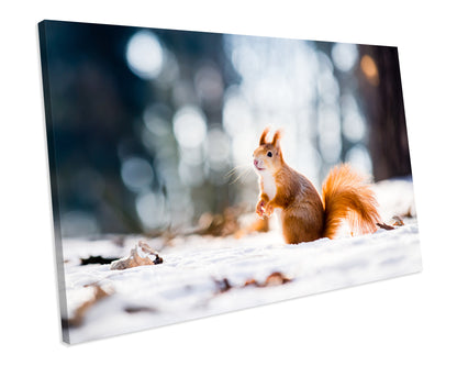 Red Squirrel Snow Winter CANVAS WALL ART Box Framed Picture Print