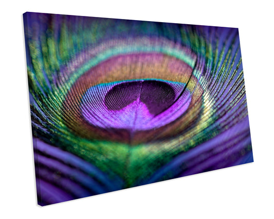 Peacock Feathers Animal Wildlife CANVAS WALL ART Box Framed Picture Print